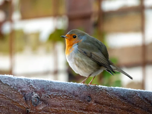 European Robin Erithacus Rubecula Poleiro Inverno Foco Seletivo Holanda — Fotografia de Stock