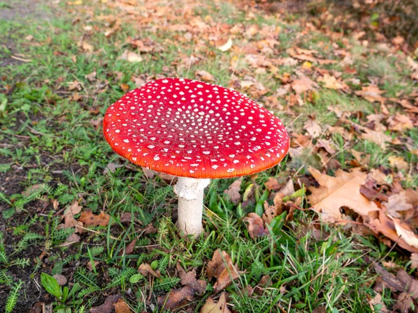 Sinek mantarı, Amanita muscaria, Hollanda 'nın sonbahar yapraklarıyla otların arasında yeşeren zehirli mantar.