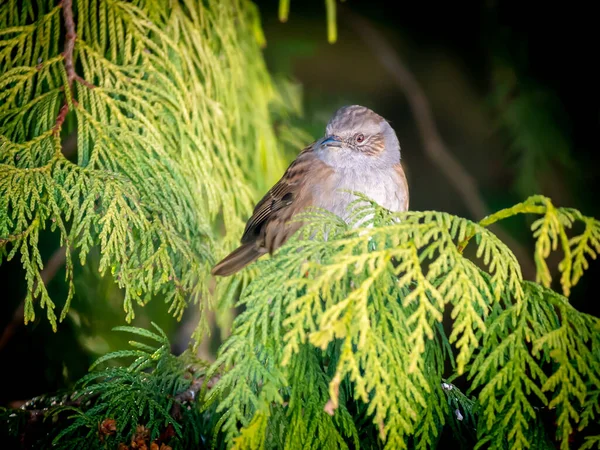 Dunnock Prunella Modularis Perching Branch Pine Tree Winter Netherlands — стоковое фото