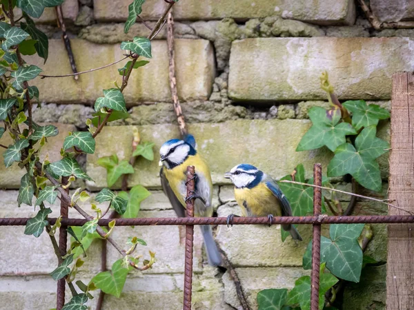 Blue Tits Cyanistes Caeruleus Couple Male Feeding Female Mating Behaviour — Stock fotografie