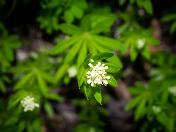 Édesítőszerrel Illatosított Ágyszalma Vagy Galium Odoratum Fehér Virágbimbók Zöld Lombozat — Stock Fotó