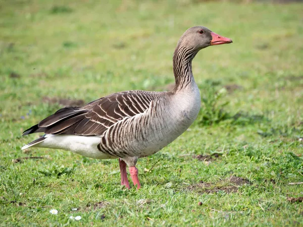 Graugans Anser Anser Seitenansicht Einer Gans Die Gras Steht Niederlande — Stockfoto