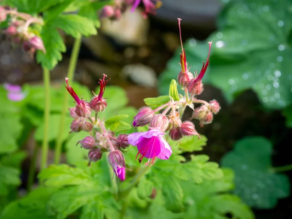 Rock Crane Bill Geranium Macrorrhizum Close Flower Buds Green Foliage — Stock Photo, Image