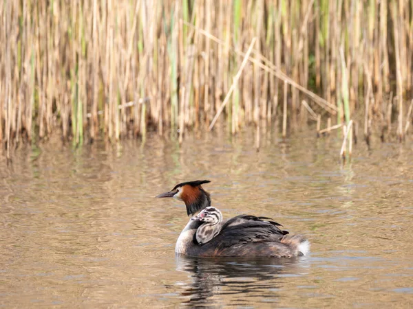 Great Crested Grebe Podiceps Cristatus Female Swimming Young Chick Back — Stock Photo, Image