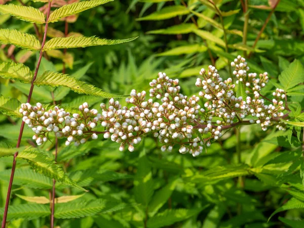 False Spiraea Sorbaria Sorbufolia Close Bunch Buds White Flowers Netherlands — Stock Photo, Image