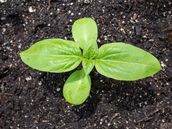 葵花植物 金银花 在堆肥土壤中关闭幼苗幼绿叶的顶视图 — 图库照片