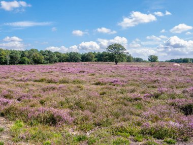 Hollanda, Gooi 'deki Heathland Westerheide' de çiçek açan fundalık tarlası.