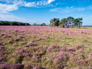 Hollanda, Hilversum yakınlarındaki Gooi 'deki Westerheide Heathland' da Heather tarlası çiçek açtı.