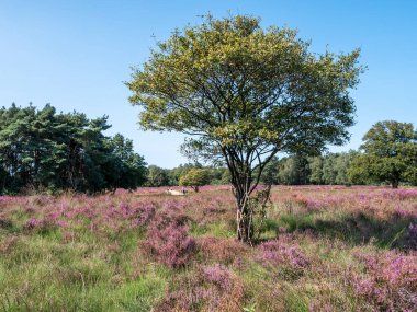 Juneberry, Amelanchier lamarkii, çiçek açmış ağaç ve funda, Heathland Zuiderheide, Gooi, Hollanda