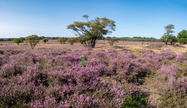 Juneberry ağaçları, Amelanchier lamarkii çiçek açan funda, Zuiderheide Heathland, Gooi, Hollanda
