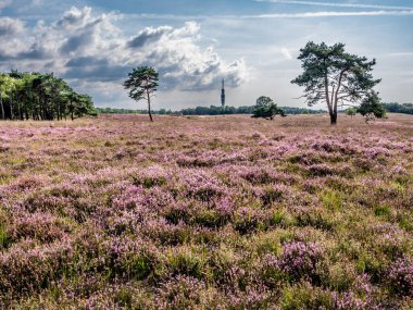 Hollanda, Hilversum yakınlarındaki Gooi 'deki Westerheide Heathland' da Heather tarlası çiçek açtı.