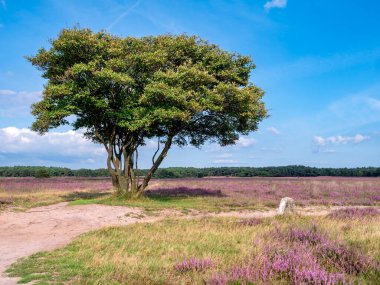 Juneberry, Amelanchier lamarkii, ağaç, patika ve fundalık çiçek açmış, Heathland Westerheide, Gooi, Hollanda