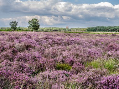 Hollanda, Gooi 'deki Heathland Westerheide' de çiçek açan fundalık tarlası.
