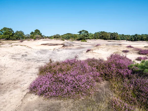 Homokdűnék Hanga Virágzik Heathland Zuiderheide Természetvédelmi Terület Gooi Hollandia — Stock Fotó