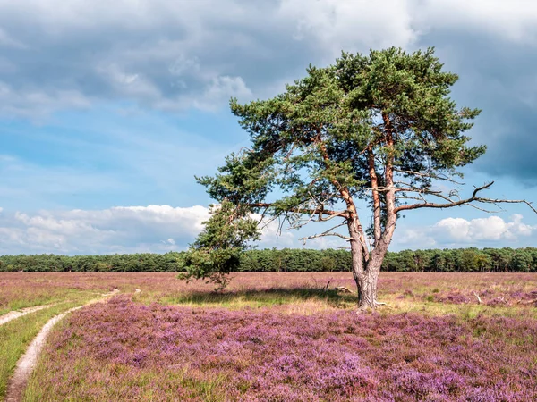 Sendero Pino Brezo Flor Reserva Natural Westerheide Gooi Holanda Septentrional — Foto de Stock