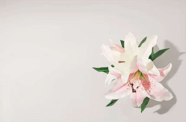 Hermosas Flores Lirio Flor Sobre Fondo Blanco Con Espacio Copia — Foto de Stock