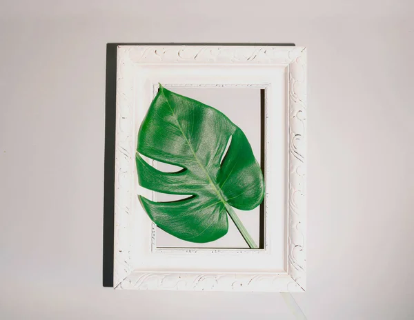 Philadendron Monstera  in vintage painting frame on light background. Spring or summer aesthetic creative idea. Minimal flat lay.