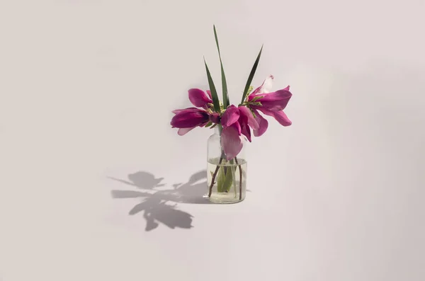 Magnolia Glass Vase Flower Arrangement Still Life First Spring Blossom — Foto de Stock