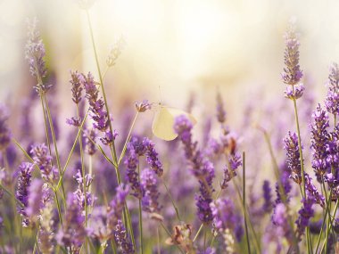 Güzel lavanta çiçekleri. Seçici odaklanma. Güzel bir mevsimlik doğa fotoğrafı. Bir kelebek lavanta tarlasında lavanta çiçeğinin üzerinde. Güneş arka planda bazı bokeh efektleriyle sahada parlıyor..