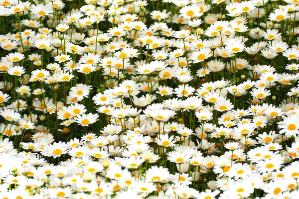 Chamomile Field Green Grass Garden Full Daisy Chamomile Close — Fotografia de Stock