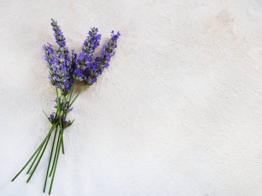 Krem beyaz ahşap arka planda izole edilmiş küçük bir demet lavanta çiçeği..