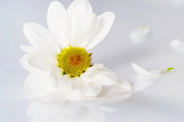 White Daisy Flower Head Table Petals Fallen — Stock Photo, Image