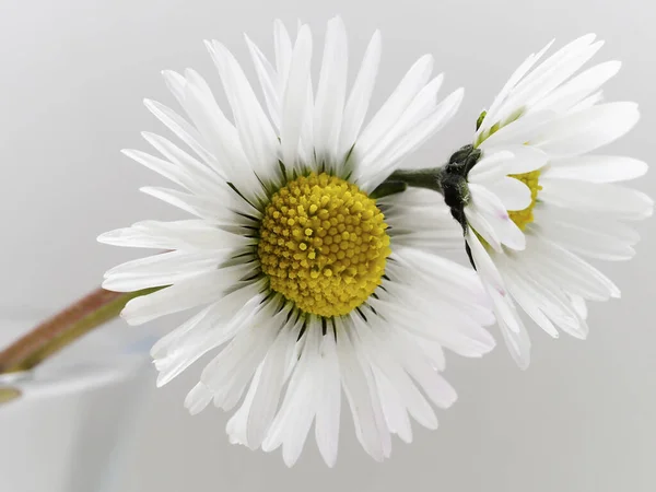 Closeup White Daisy Chamomile Flowers — Stock Photo, Image