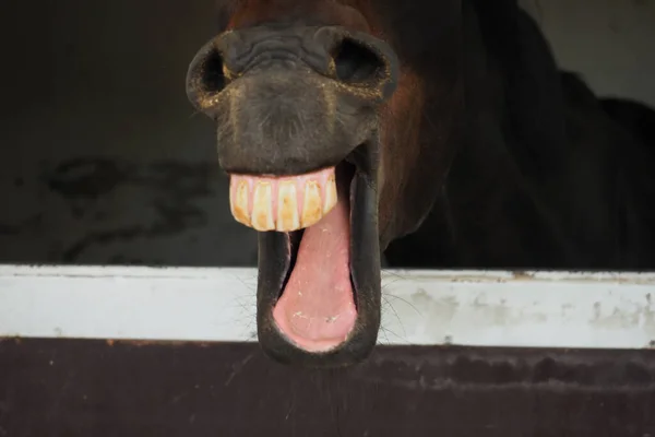 Face of a brown horse while yawning, half portrait of a horse in the farm. Mouth and teeth of a horse.