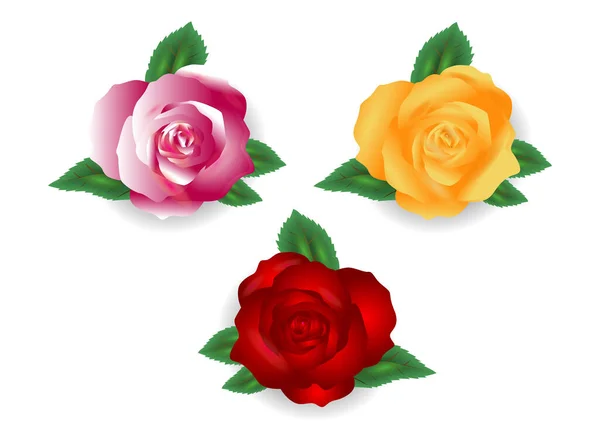 Rose Flowers Realistic Set Different Colors Shapes Rose Bouquet Rose — Stock Vector