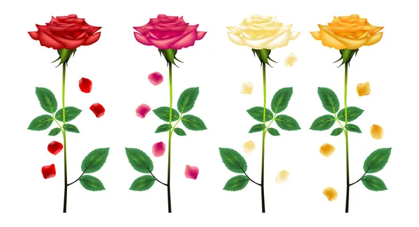 Rose Flowers Realistic Set Different Colors Shapes Rose Bouquet Rose — Stockvector