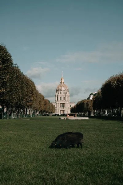 Una oveja come hierba en el fondo de los inválidos en París —  Fotos de Stock