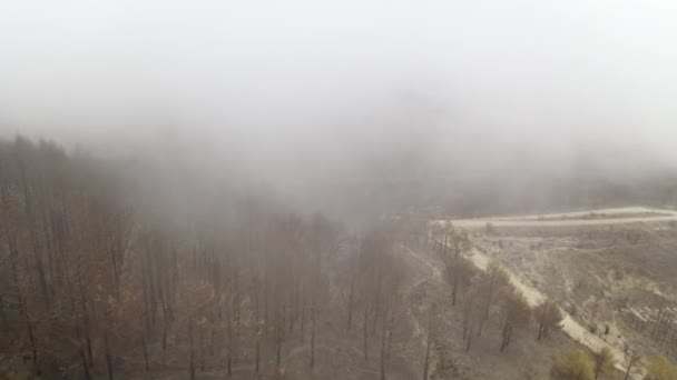 Drohnenaufnahmen von Waldbrand aus der Luft — Stockvideo