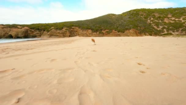 Ação tiro em câmera lenta de cão executado na praia — Vídeo de Stock