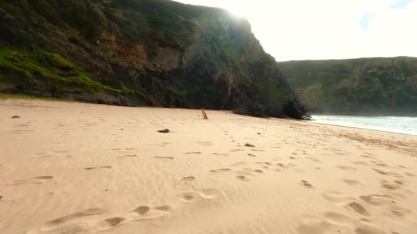 Action tir au ralenti de chien courir sur la plage — Video