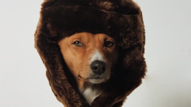 Adorable chiot basenji en chapeau de fourrure regardez la caméra — Video