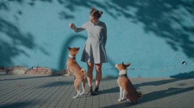 Basit mavi arka planda giyinmiş şirin bir kadın sokakta tasmalı iki evcil Basenji köpeğiyle duruyor. Genç kadın gülümse ve gül, bahar güneşinin tadını çıkar iki akıllı köpekle oyunlar yap ve zıplayarak ödüllendir.