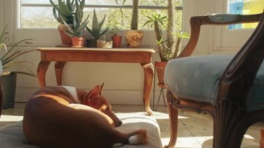 Köpek uykusu hayatın tadını çıkartır güneşli bir yerde uzanır