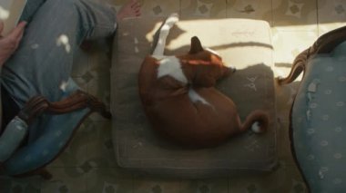 Köpek yatakta, sandalyede oturan kızın yanında uyuyor.