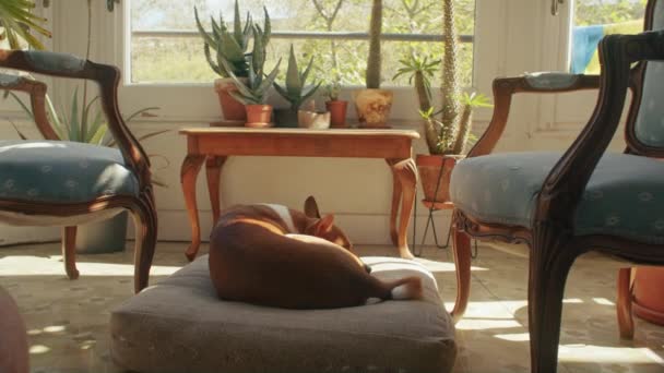 Dog sleep enjoy life home laying on authentic bed — Stockvideo