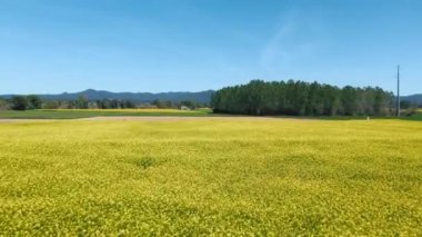 Güneşli baharda açılan renkli tecavüz görüntüsü