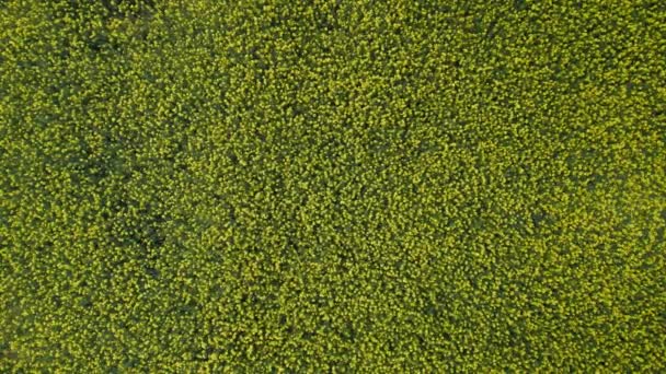 Aerial fixed view on yellow rapeseed suuny filed — Stock Video