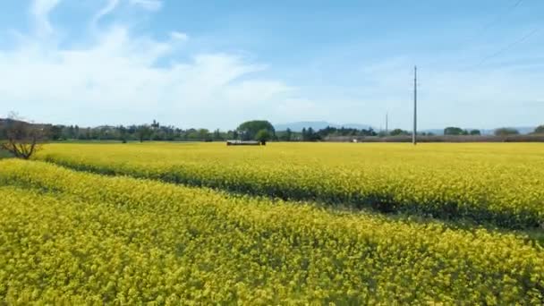 Vista aérea de coloridos raps flores de campo ecológico — Vídeo de stock