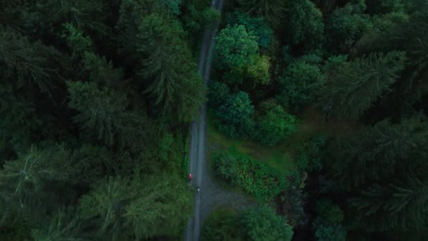 Letecký snímek dvou cyklistů na lesní cestě — Stock video