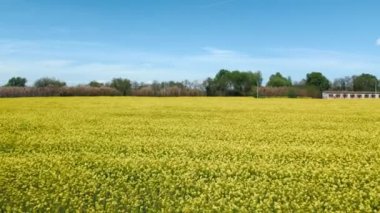 Aerial view of colorful raps field in sunny spring