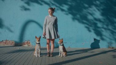 Kendine güveni tam genç bir cynoloji uzmanı, şirin elbiseler giyen, şehir sokağındaki basit mavi arka plan standında tasmalı bir Basenji evcil hayvanıyla. Kadın gülümser, akıllı köpeklerle güler, ödül için numaralar yapar.