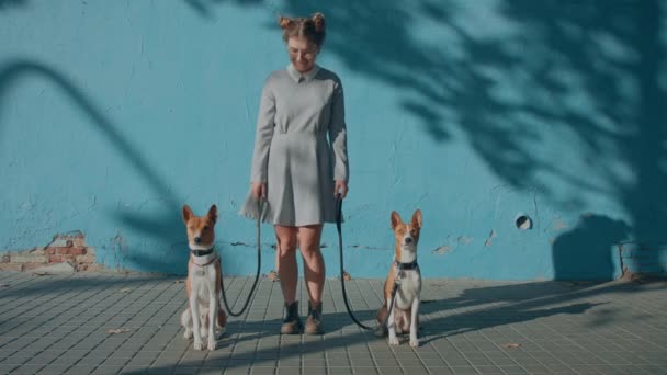 若い幸せなかなりシニオロジスト ブリーダーでかわいいドレス上のシンプルな青日当たりの良い背景スタンド ダンス 街の通りを歩く上で2つのよく振る舞われたスマートPurebreeden Basenjiペット犬で紐 — ストック動画