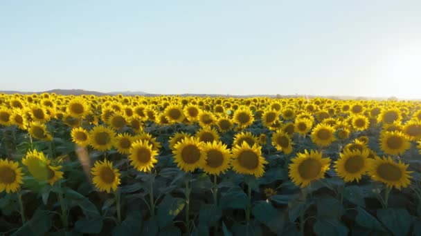 Landscape Background Screensaver Type Shot Endless Field Sunflowers Low Setting — Stockvideo