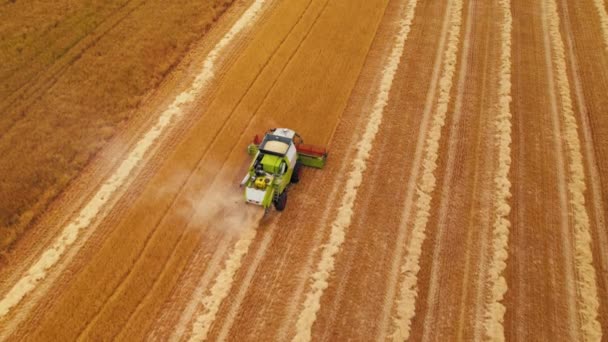 Cosechadora Conducir Campo Recoger Grano Embalaje Trigo Cosecha Verano Otoño — Vídeos de Stock