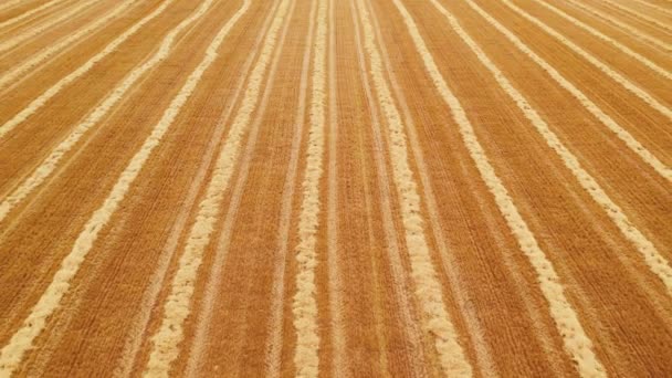 Rückwärts Fliegen Über Endlose Strohfelder Geradlinige Reihen Geernteten Weizens Auf — Stockvideo