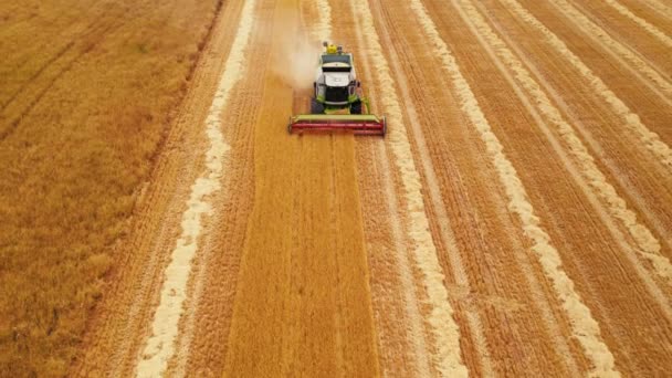 农田收割机的空中正面拍摄在农田收集小麦 高质量的4K镜头 — 图库视频影像